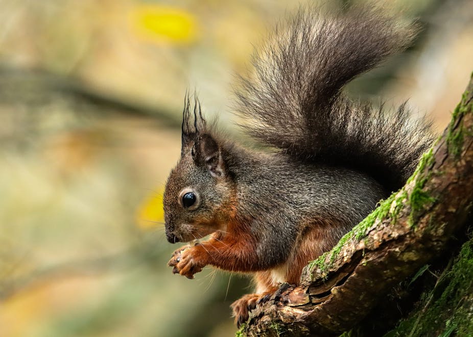 A red squirrel sits on a tree branch