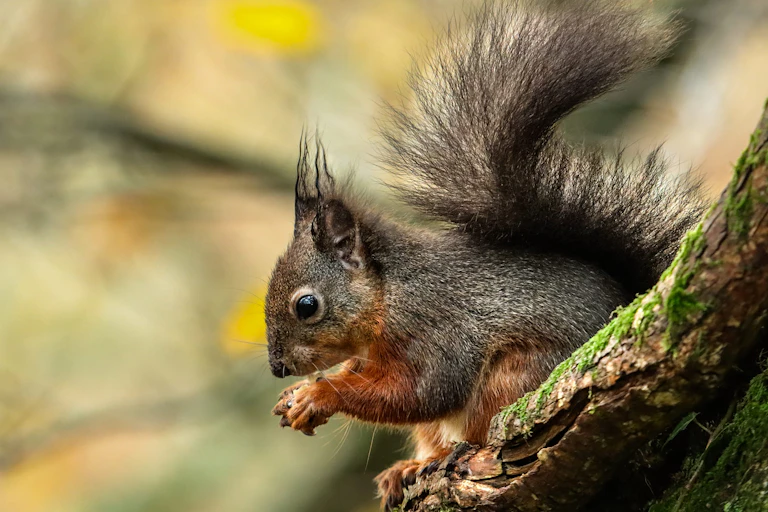 A red squirrel sits on a tree branch