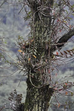 A flower twines around a tree trunk.