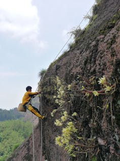 A man rappels down a cliff near trailing flowers