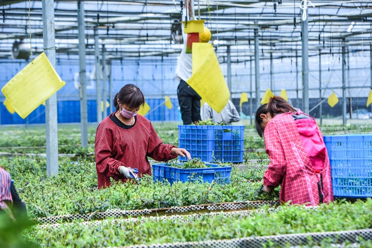 Two women wearing face masks fill crates with plants