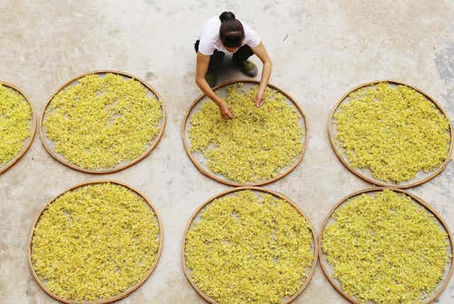 A woman squats over large round trays of yellow flowers