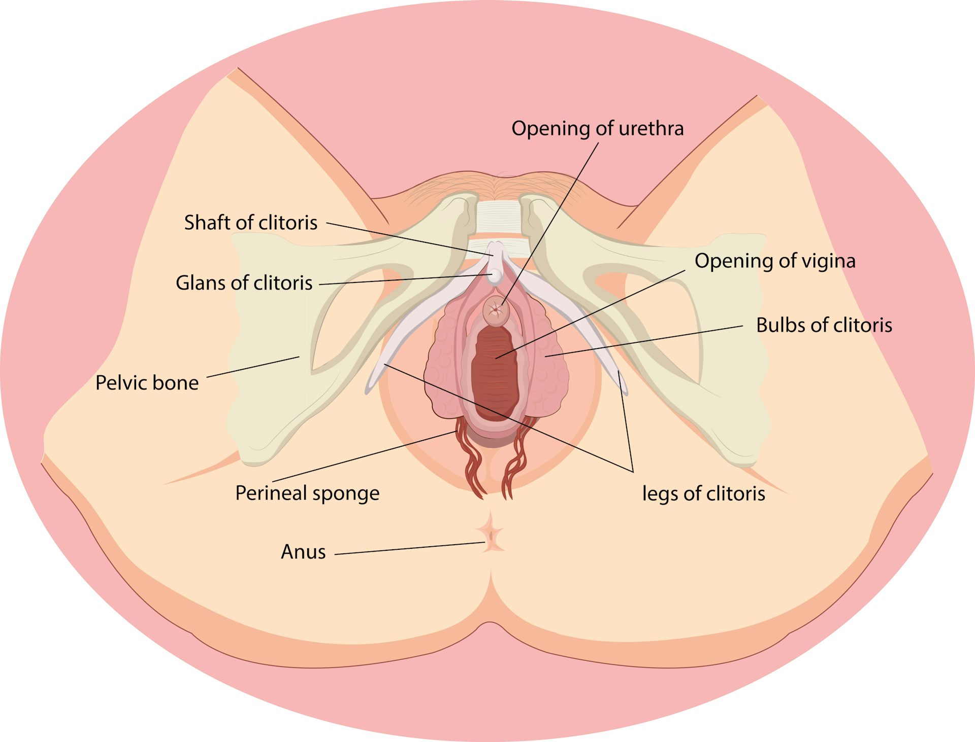 The clitoris a brief history