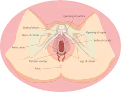 Dibujo de la anatomía femenina con etiquetas.