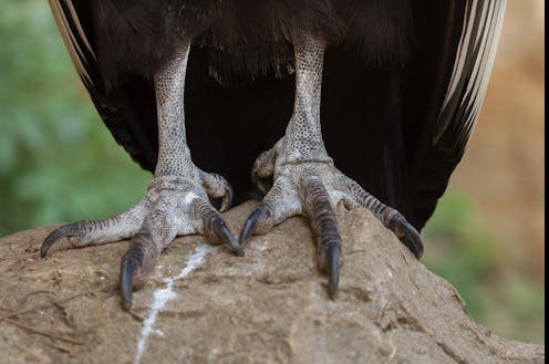 New fossil foot analysis reveals the surprising and varied lifestyles of dinosaur bird ancestors