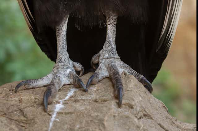 Close-up of scaly, slightly wrinkled bird feet with long claws standing on a rock