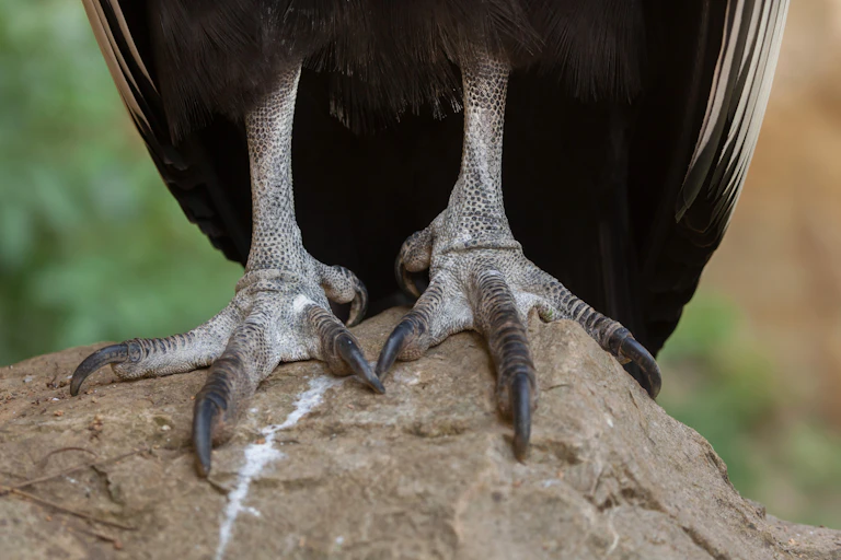 Close-up of scaly, slightly wrinkled bird feet with long claws standing on a rock