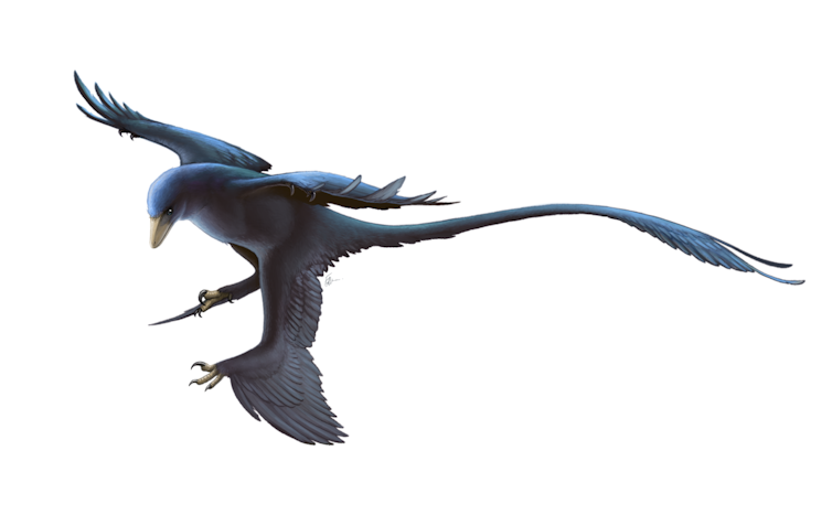 A blue-coloured bird shaped creature with a long tail and sharp claws