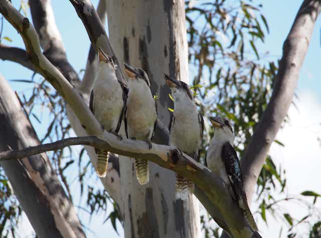 Kookaburras in a gum tree