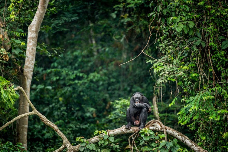 Bonobo in a tree