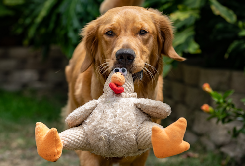 Why do our dogs and cats bring us dead animals?