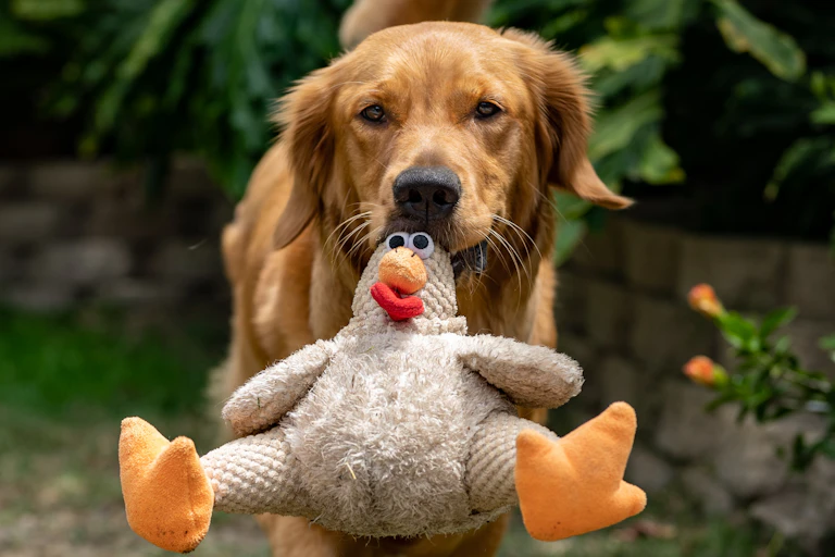 Golden retriever carrying dirty toy chicken