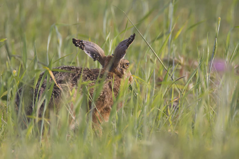 lapin avec des tiques dans une prairie