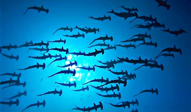 hammerhead sharks from below