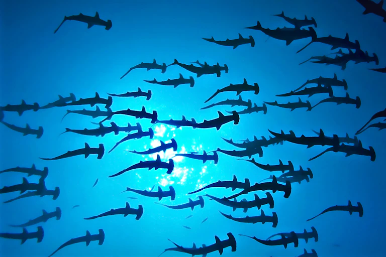 hammerhead sharks from below