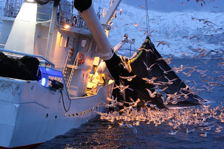 Fishing boat with lots of seagulls