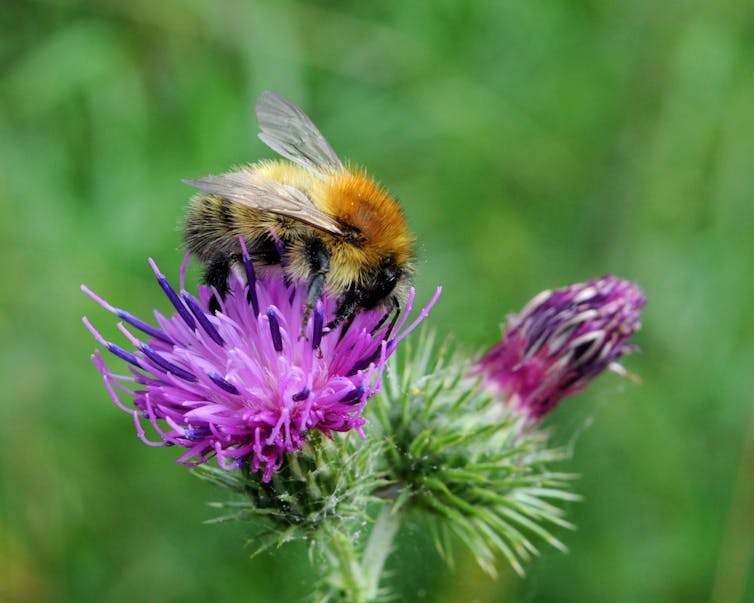 A bee on a purple plant.