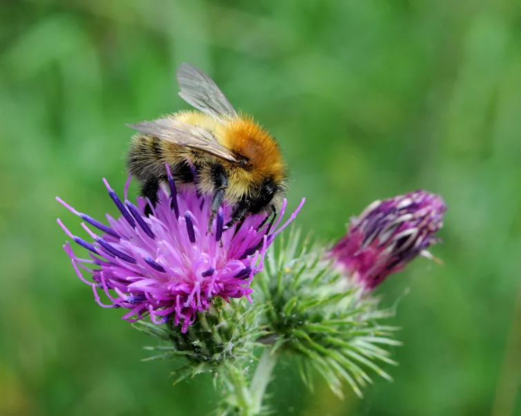 A bee on a purple plant.
