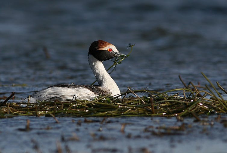 A white-bodied bird with black and red head markings afloat in weeds.