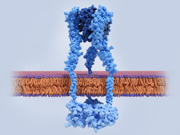 Illustration of TNF bound to a cell membrane