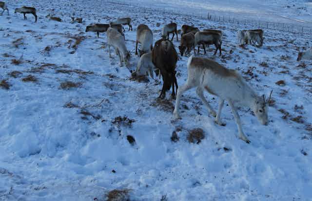 A herd of reindeer in the snow.
