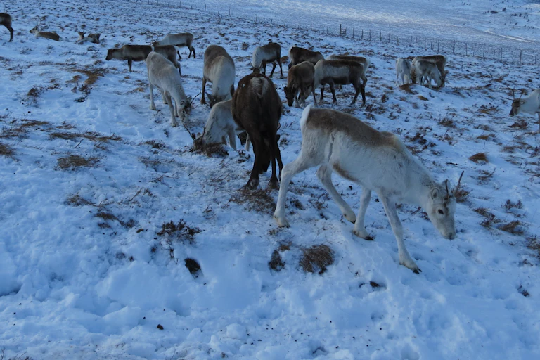 A herd of reindeer in the snow.