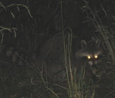 A photo of a raccoon with glowing, gold eyes.