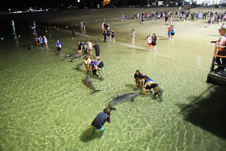 dolphins being fed by people in shallow water at the beach