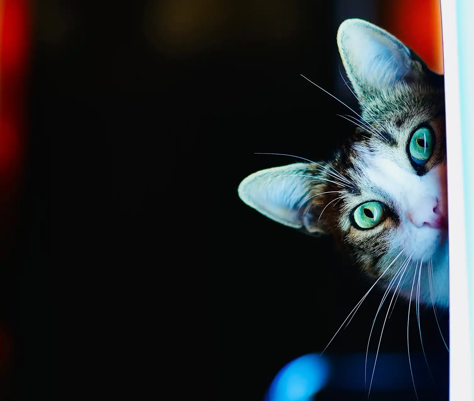Beautiful view of Why Cats View Dead Animals As Kills
