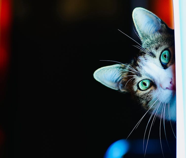 Cat peering out of from the side of a window