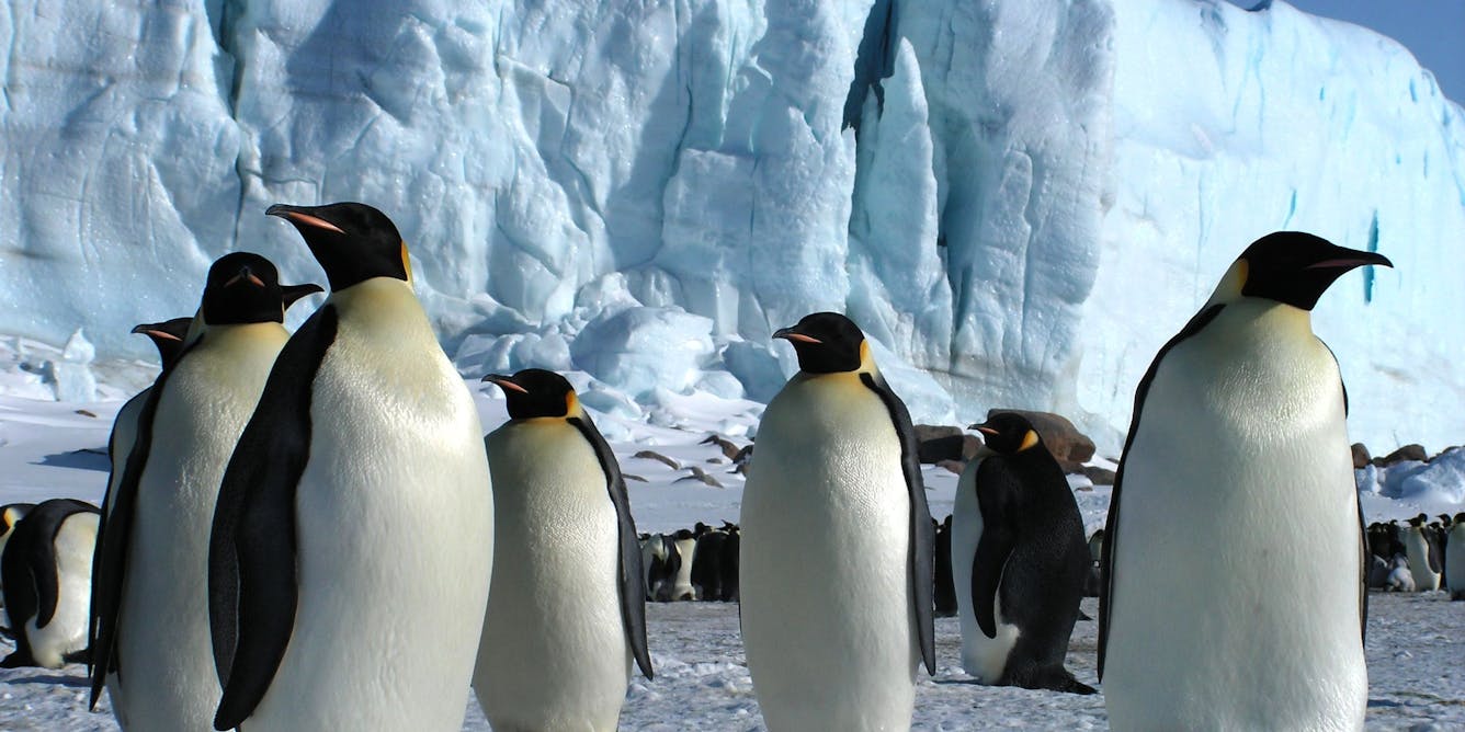 Antarctica's emperor penguins could be extinct by 2100 – and other species  may follow if we don't act