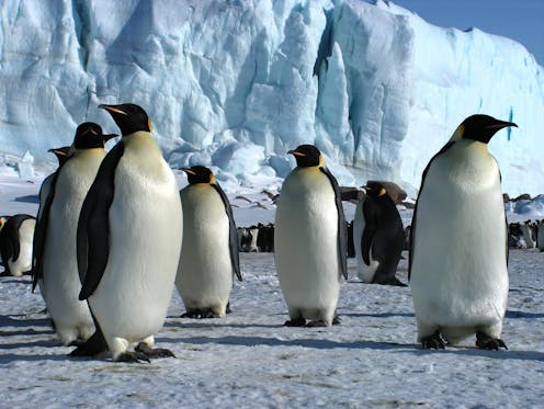 Antarctica's emperor penguins could be extinct by 2100 – and other species may follow if we don't act