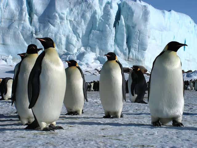 emperor penguins in front of ice cliff