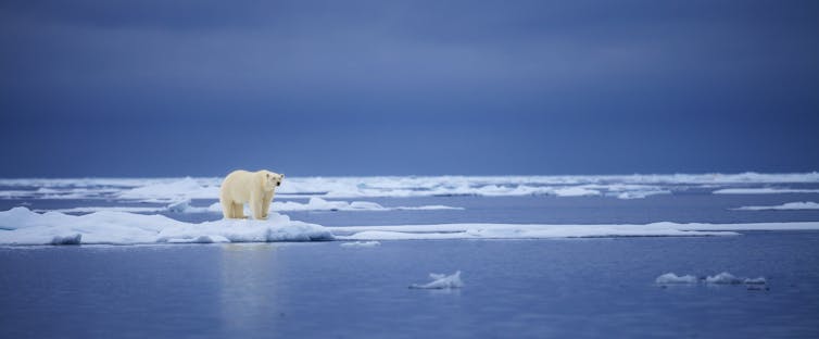 A polar bear standing on an ice floe surrounded by ocean.