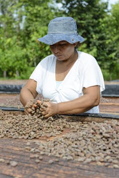 A woman in a blue hat sorting through cacao pods at a wooden table outside.