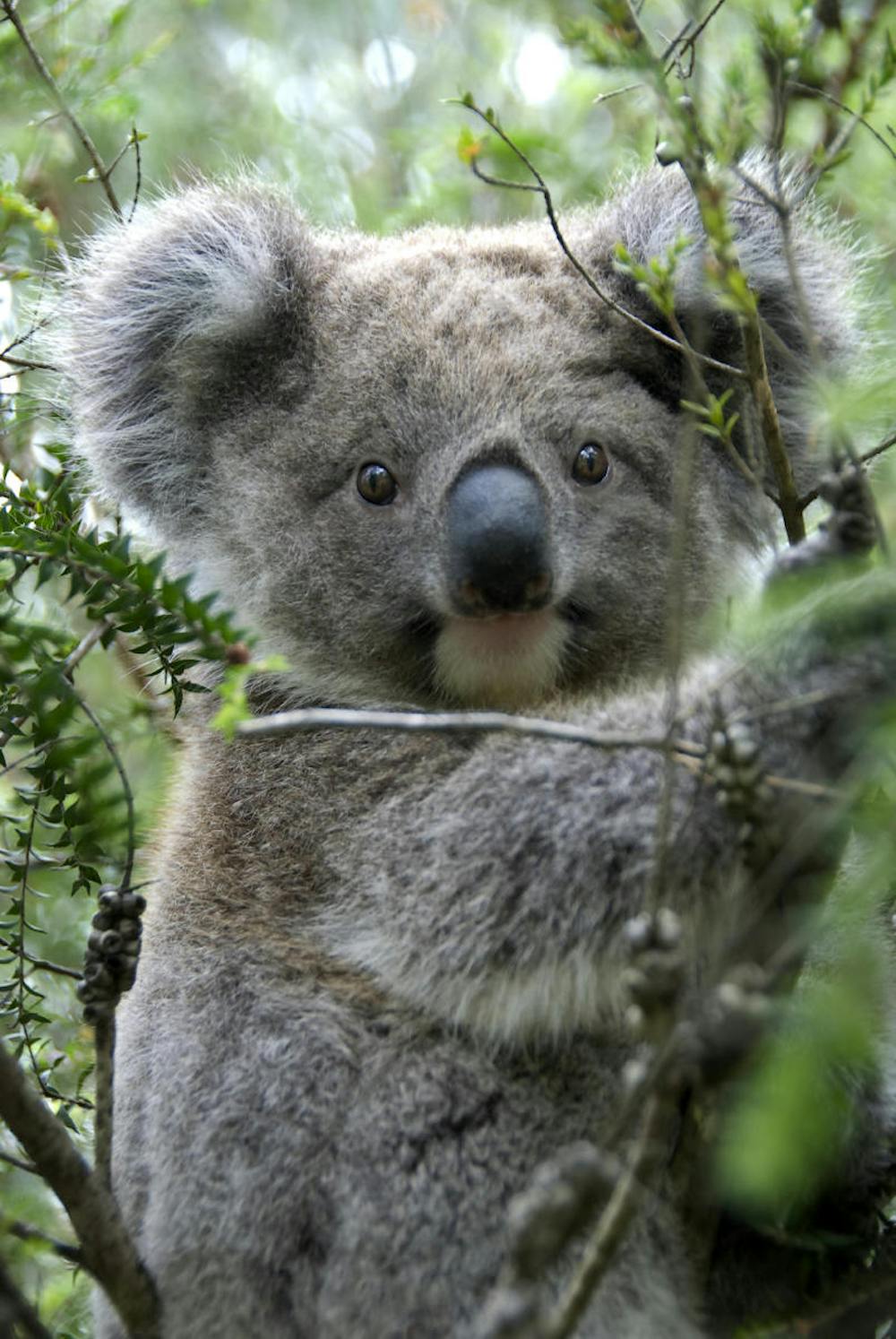 Tree-hugging koalas beat the summer heat