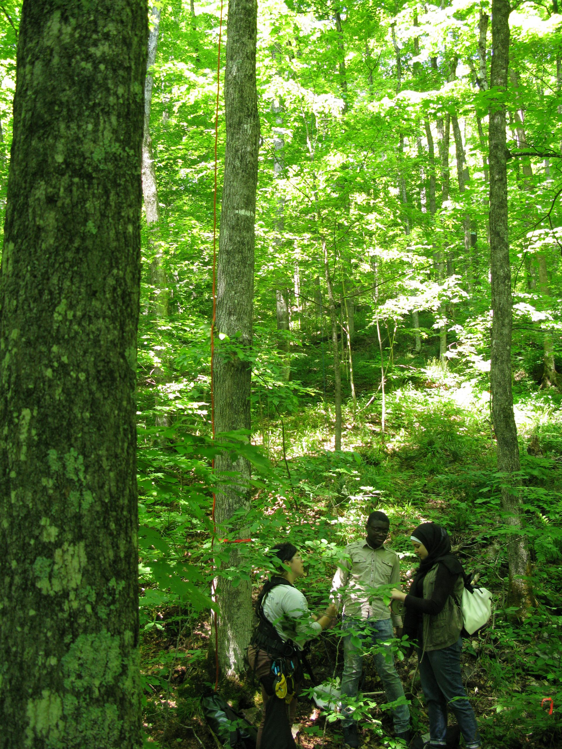 People standing in a forest.