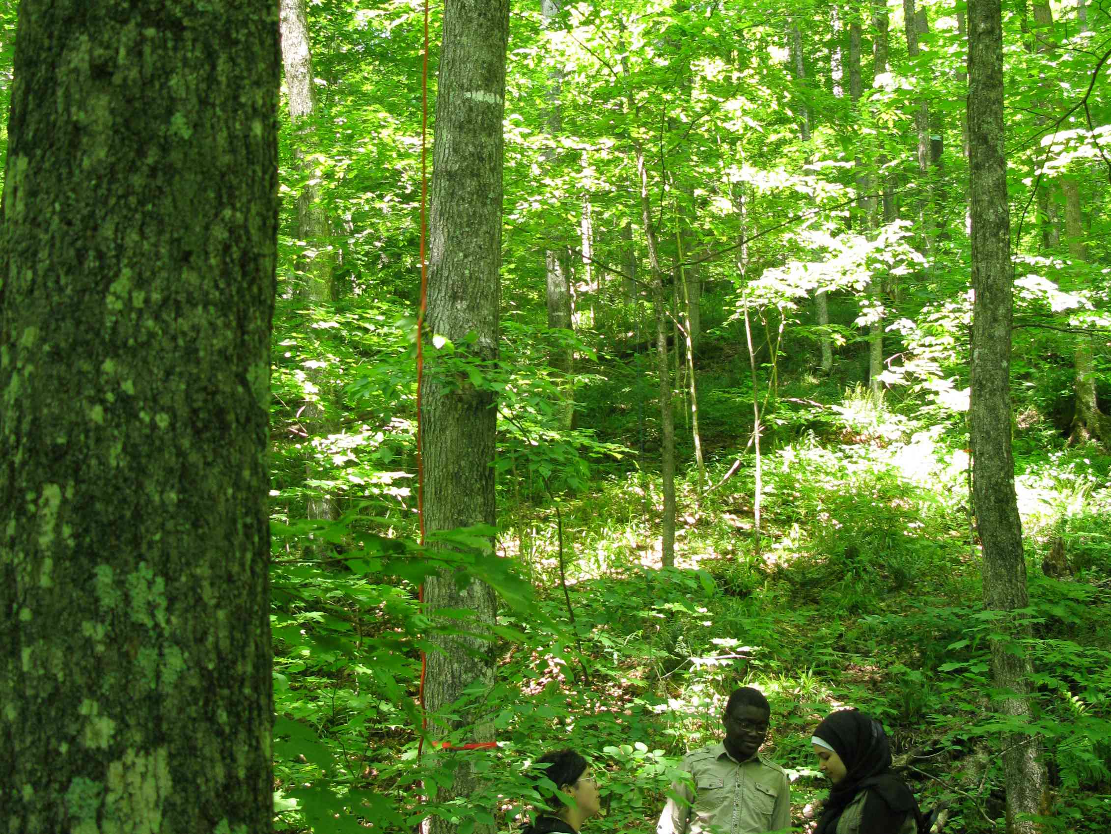 People standing in a forest.