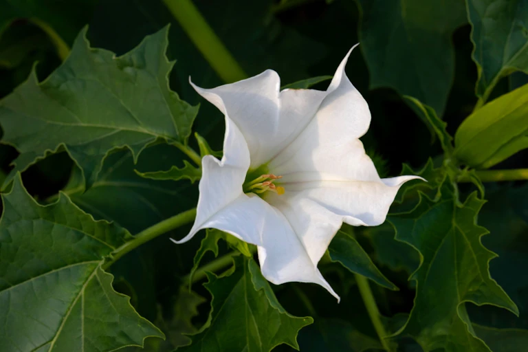 thornapple