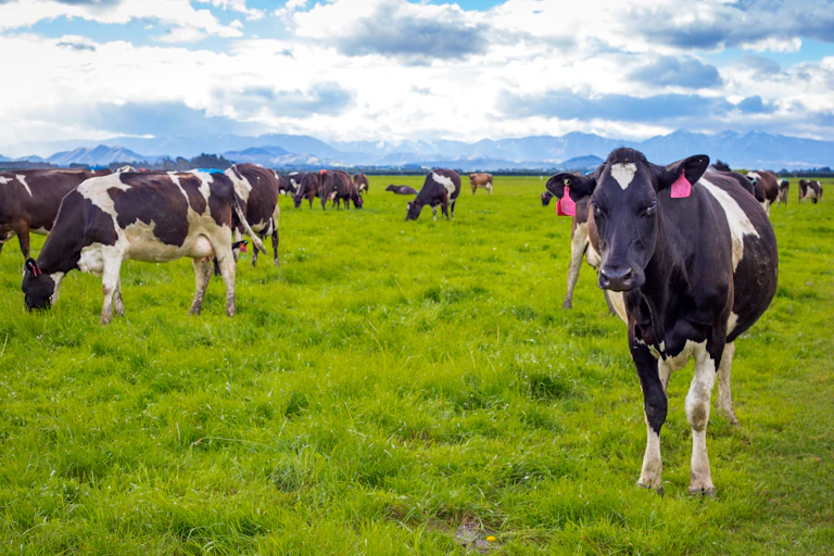 Dairy cows on a paddock