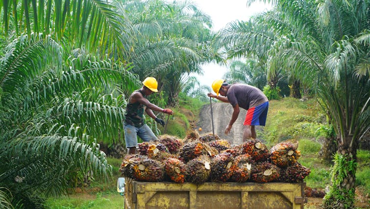 Workers on a palm oil plantation