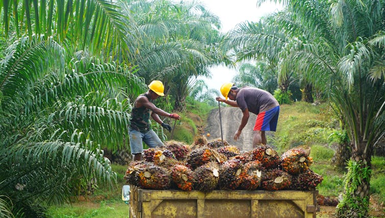 Trabajadores en una plantación de aceite de palma