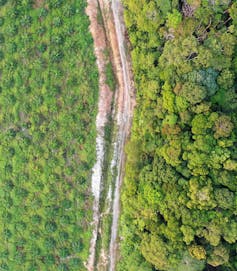Palm oil plantation next to rainforest