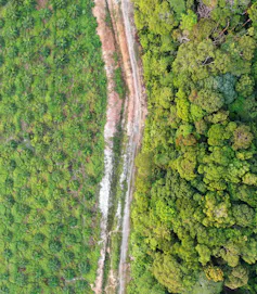 Palm oil plantation next to rainforest