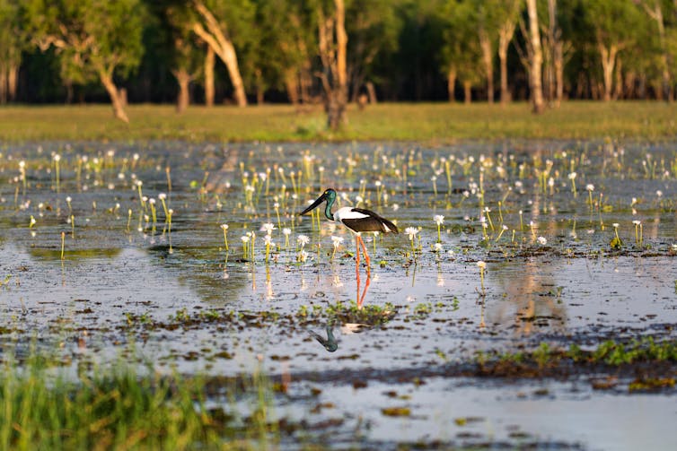 Jabiru walking in a wetland