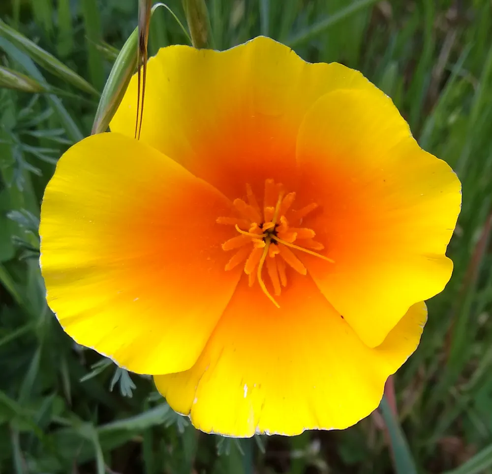Ivorflor Color ¿Por qué tienen tantos colores las flores? - EL NACIONAL