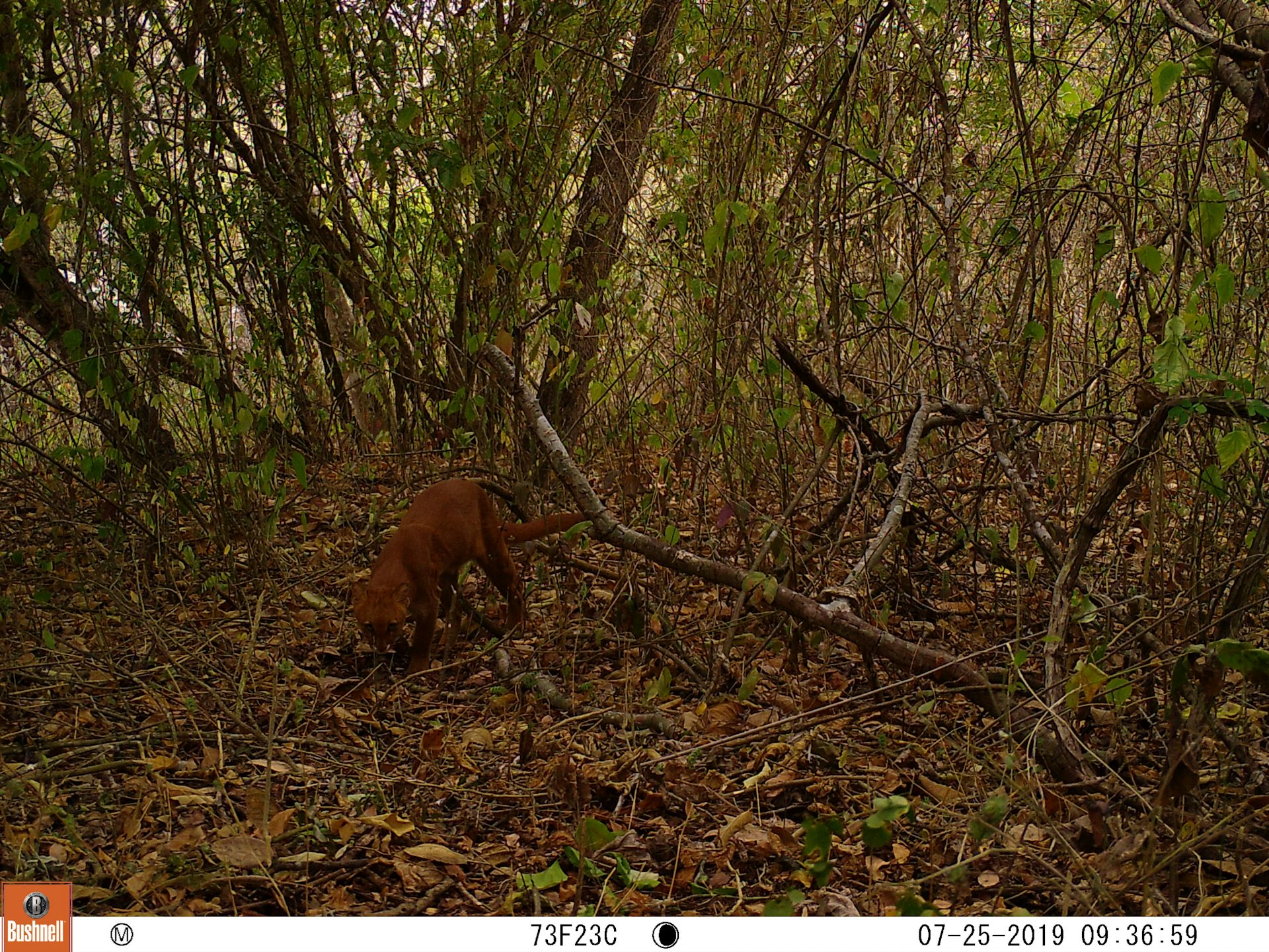 Pequeño mamífero de color marrón en un bosque.