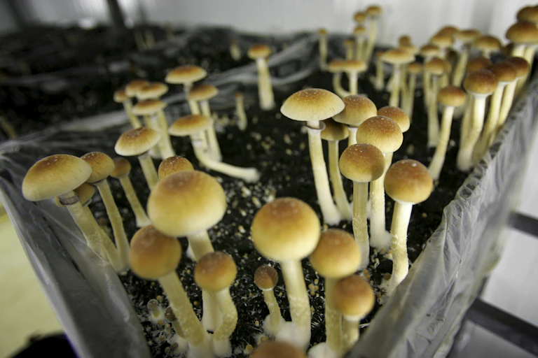 Close-up image of mushrooms growing in a container