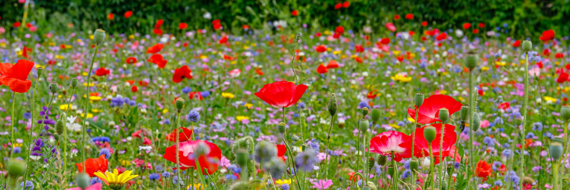 Why do flowers have so many colors?