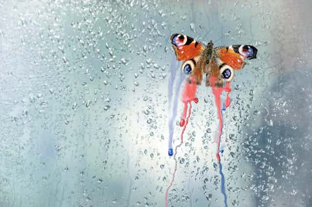 Mariposa en una ventana mojada perdiendo el color de sus alas.